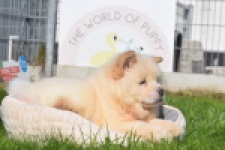 Chow Chow (reu) 29460
