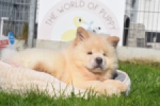 Chow Chow (reu) 29460