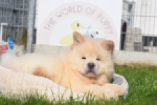 Chow Chow (reu) 29460