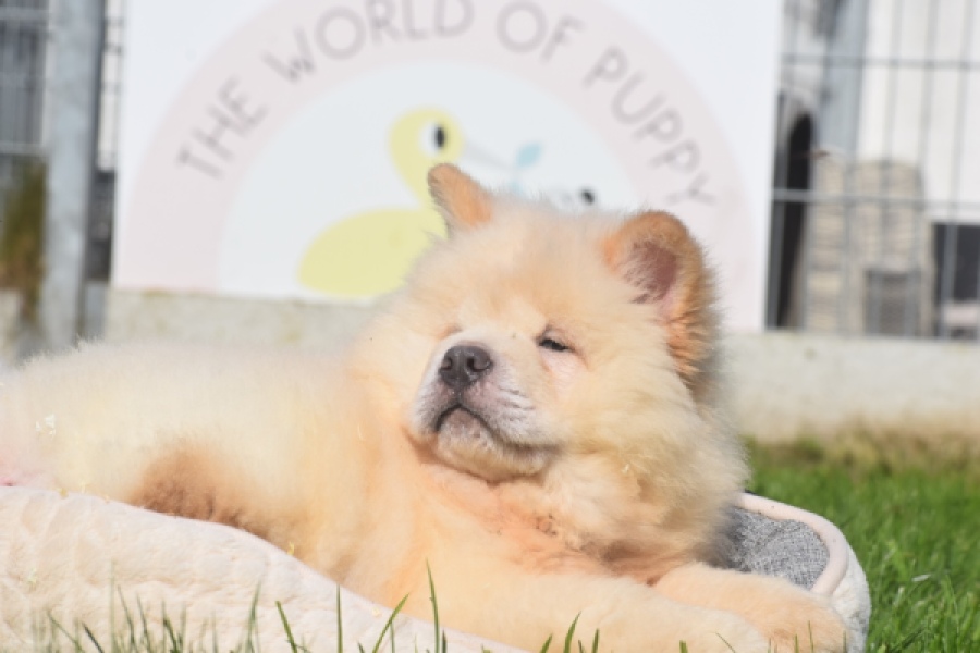 Chow Chow (reu) 29460