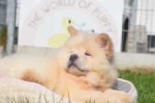 Chow Chow (reu) 29460