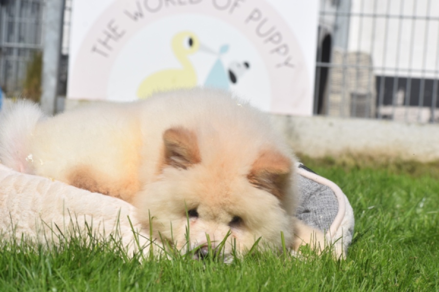 Chow Chow (reu) 29460