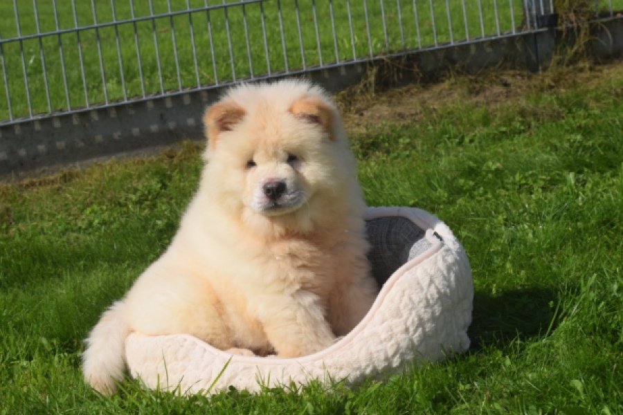 Chow Chow (reu) 29460