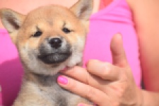 Shiba Inu (teef) 29406