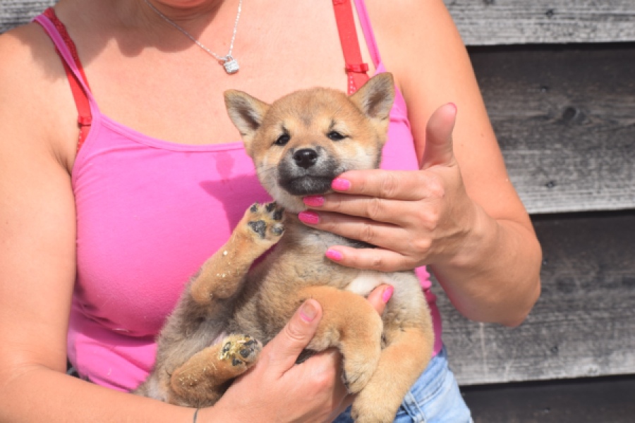 Shiba Inu (teef) 29406