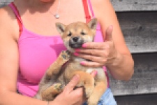 Shiba Inu (teef) 29406