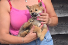 Shiba Inu (teef) 29406