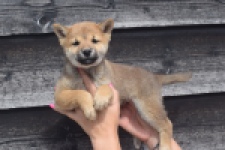Shiba Inu (teef) 29406