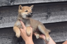 Shiba Inu (teef) 29406