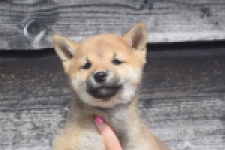 Shiba Inu (teef) 29406