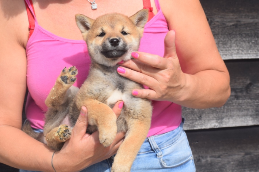 Shiba Inu (teef) 29406