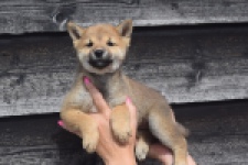 Shiba Inu (teef) 29406