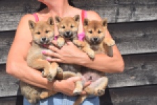 Shiba Inu (teef) 29406