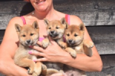 Shiba Inu (reu) 29403