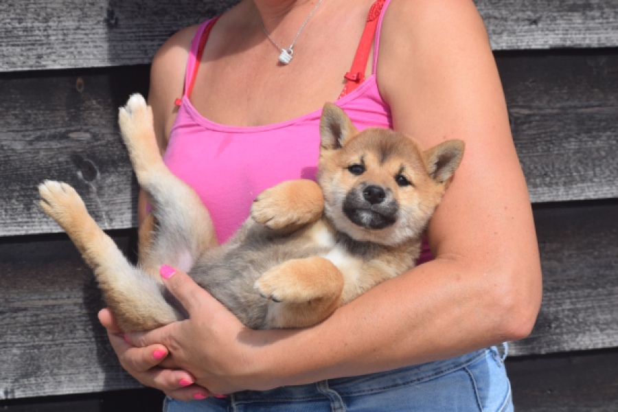 Shiba Inu (reu) 29403