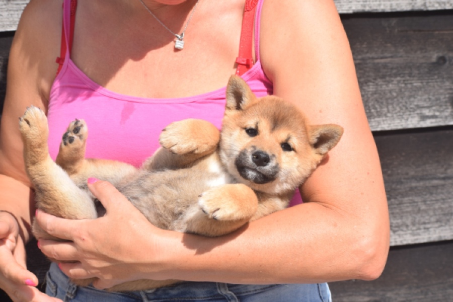 Shiba Inu (reu) 29403