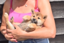 Shiba Inu (reu) 29403