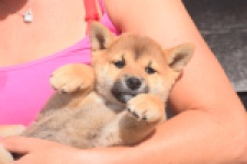Shiba Inu (reu) 29403