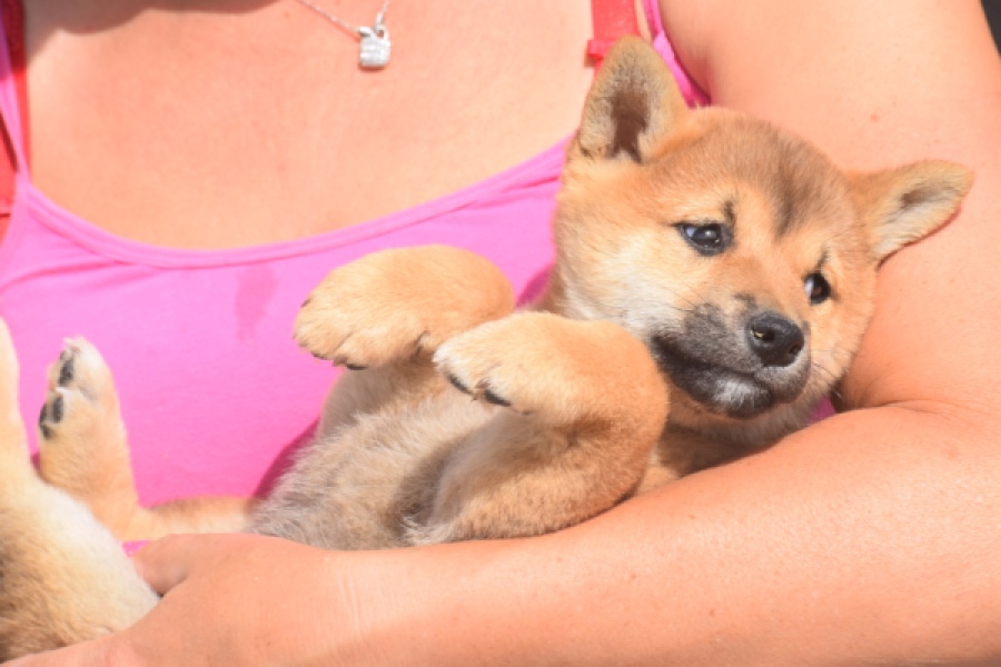 Shiba Inu (reu) 29403