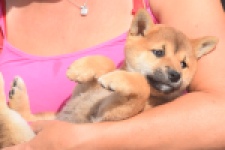 Shiba Inu (reu) 29403