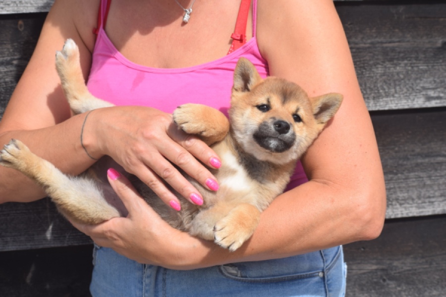 Shiba Inu (reu) 29403