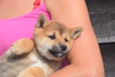 Shiba Inu (reu) 29403