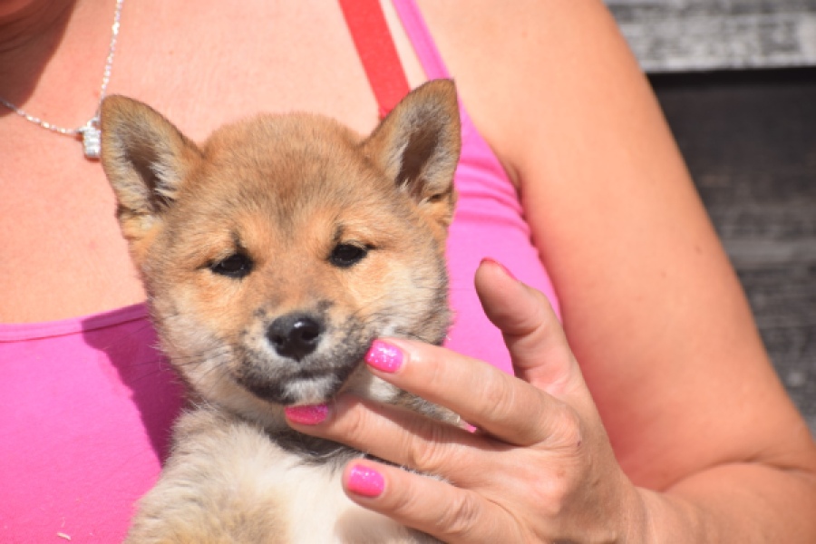 Shiba Inu (teef) 29404