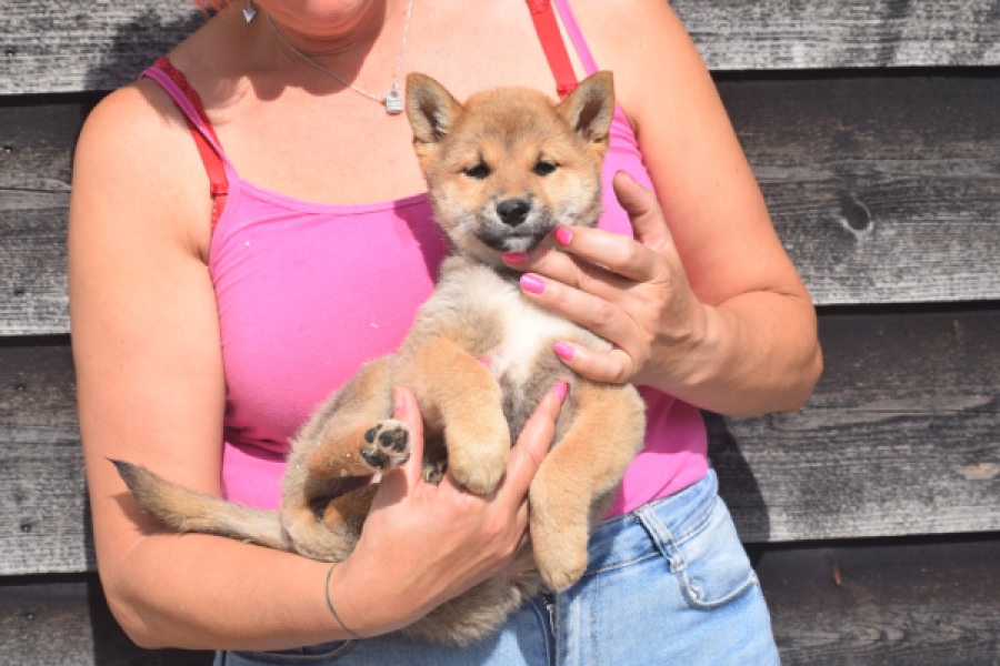 Shiba Inu (teef) 29404