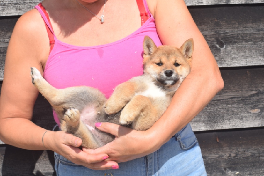 Shiba Inu (teef) 29404