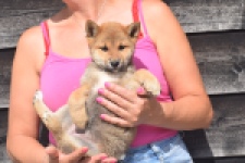 Shiba Inu (teef) 29404