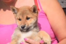 Shiba Inu (teef) 29404