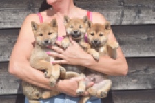 Shiba Inu (teef) 29404