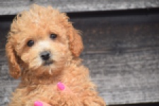 Maltipoo (reu) 29434