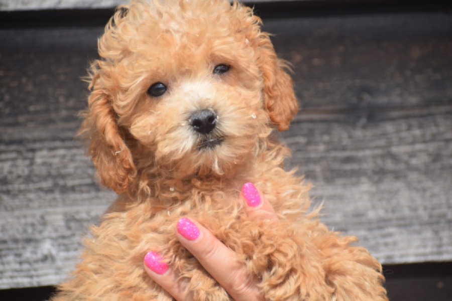 Maltipoo (reu) 29434