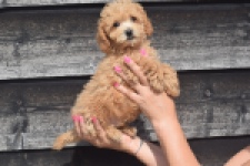 Maltipoo (reu) 29434
