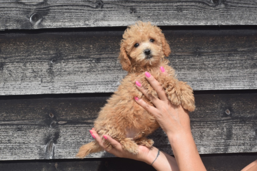 Maltipoo (reu) 29434