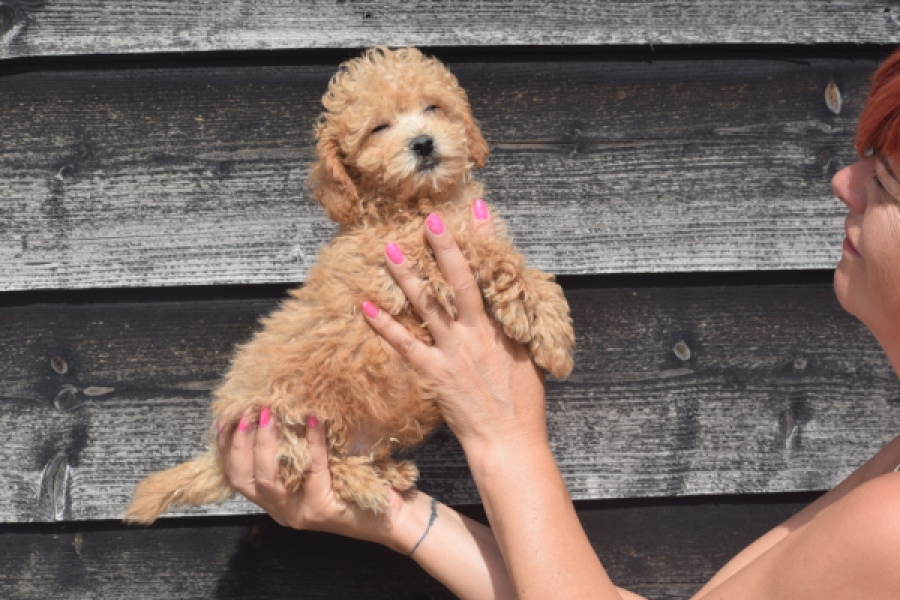 Maltipoo (reu) 29434