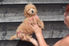 Maltipoo (reu) 29434