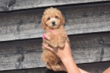 Maltipoo (reu) 29434