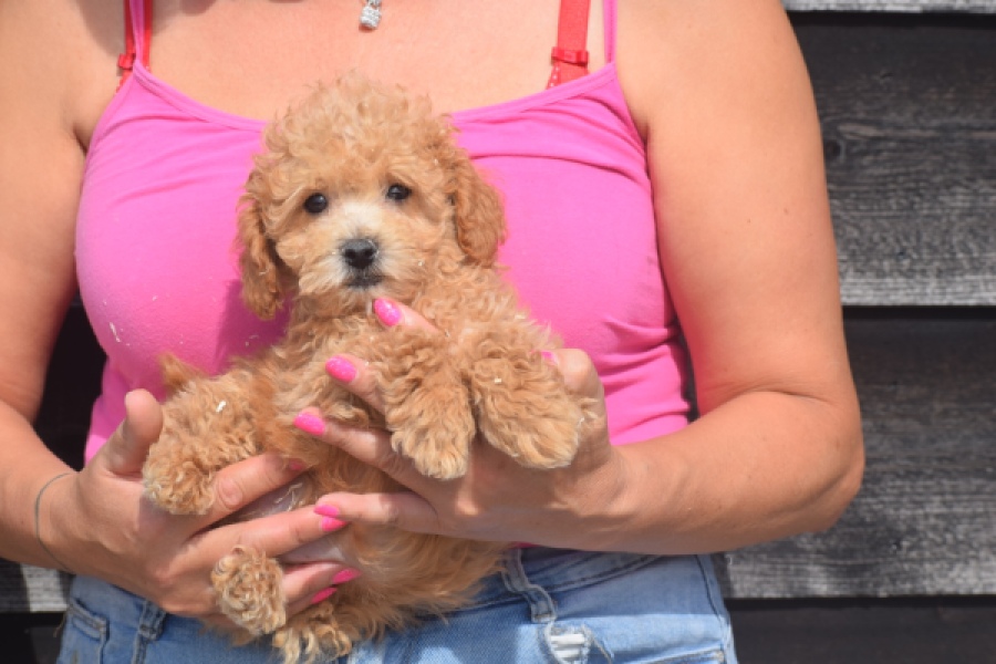Maltipoo (reu) 29434