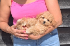 Maltipoo (teef) 29416