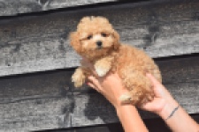 Maltipoo (teef) 29416
