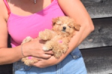 Maltipoo (teef) 29416