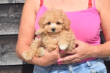 Maltipoo (teef) 29416
