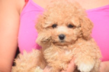 Maltipoo (teef) 29416