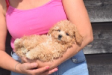 Maltipoo (teef) 29416