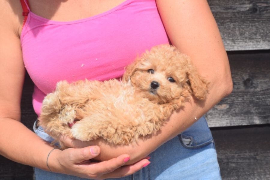 Maltipoo (teef) 29416