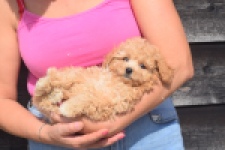 Maltipoo (teef) 29416