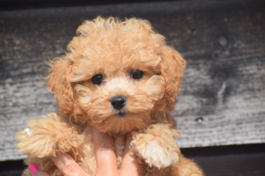 Maltipoo (teef) 29416