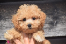 Maltipoo (teef) 29416